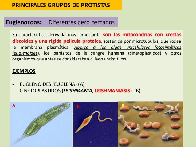 Reino protista o protoctistas