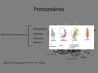 Protozoários

- Mastigophora

Sub-Filo (Plasmodroma)

- Opalinata
- Sarcodina
- Sporozoa

Sub-Filo (Ciliophora)

Ciliata

 