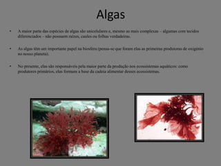 Algas
•

A maior parte das espécies de algas são unicelulares e, mesmo as mais complexas – algumas com tecidos
diferenciados – não possuem raízes, caules ou folhas verdadeiras.

•

As algas têm um importante papel na biosfera (pensa-se que foram elas as primeiras produtoras de oxigénio
no nosso planeta).

•

No presente, elas são responsáveis pela maior parte da produção nos ecossistemas aquáticos: como
produtores primários, elas formam a base da cadeia alimentar desses ecossistemas.

 