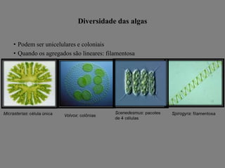Diversidade das algas
• Podem ser unicelulares e coloniais
• Quando os agregados são lineares: filamentosa

 