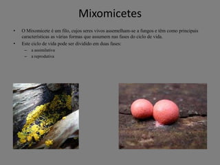 Mixomicetes
•
•

O Mixomicete é um filo, cujos seres vivos assemelham-se a fungos e têm como principais
características as várias formas que assumem nas fases do ciclo de vida.
Este ciclo de vida pode ser dividido em duas fases:
–
–

a assimilativa
a reprodutiva

 