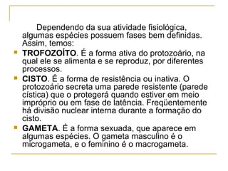 Dependendo da sua atividade fisiológica,
algumas espécies possuem fases bem definidas.
Assim, temos:
 TROFOZOÍTO. É a forma ativa do protozoário, na
qual ele se alimenta e se reproduz, por diferentes
processos.
 CISTO. É a forma de resistência ou inativa. O
protozoário secreta uma parede resistente (parede
cística) que o protegerá quando estiver em meio
impróprio ou em fase de latência. Freqüentemente
há divisão nuclear interna durante a formação do
cisto.
 GAMETA. É a forma sexuada, que aparece em
algumas espécies. O gameta masculino é o
microgameta, e o feminino é o macrogameta.
 