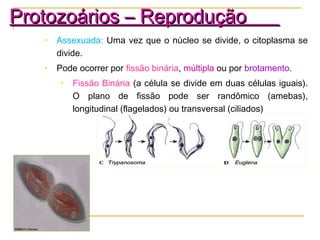 • Assexuada: Uma vez que o núcleo se divide, o citoplasma se
divide.
• Pode ocorrer por fissão binária, múltipla ou por brotamento.
• Fissão Binária (a célula se divide em duas células iguais).
O plano de fissão pode ser randômico (amebas),
longitudinal (flagelados) ou transversal (ciliados)
Protozoários – ReproduçãoProtozoários – Reprodução
 