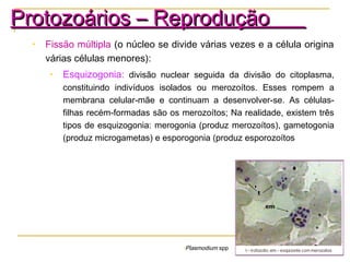 • Fissão múltipla (o núcleo se divide várias vezes e a célula origina
várias células menores):
• Esquizogonia: divisão nuclear seguida da divisão do citoplasma,
constituindo indivíduos isolados ou merozoítos. Esses rompem a
membrana celular-mãe e continuam a desenvolver-se. As células-
filhas recém-formadas são os merozoítos; Na realidade, existem três
tipos de esquizogonia: merogonia (produz merozoítos), gametogonia
(produz microgametas) e esporogonia (produz esporozoítos
Protozoários – ReproduçãoProtozoários – Reprodução
•Plasmodium spp
 