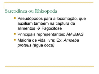 Sarcodinea ou Rhizopoda
 Pseudópodos para a locomoção, que
auxiliam também na captura de
alimentos  Fagocitose
 Principais representantes: AMEBAS
 Maioria de vida livre; Ex: Amoeba
proteus (água doce)
 