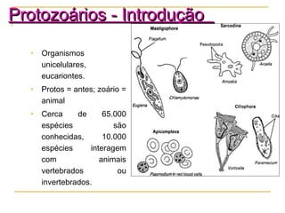 • Organismos
unicelulares,
eucariontes.
• Protos = antes; zoário =
animal
• Cerca de 65.000
espécies são
conhecidas, 10.000
espécies interagem
com animais
vertebrados ou
invertebrados.
Protozoários - IntroduçãoProtozoários - Introdução
 