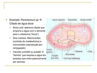  Exemplo: Paramecium sp 
Ciliado de água doce
 Sulco oral: abertura ciliada que
empurra a água com o alimento
para o citóstoma (“boca”)
 Dois núcleos: Macronúcleo
(controle do metabolismo) e
micronúcleo (reprodução por
conjugação)
 Vacúolo contrátil ou pulsátil 
“bomba” que expulsa a água em
excesso que entra passivamente
por osmose
 
