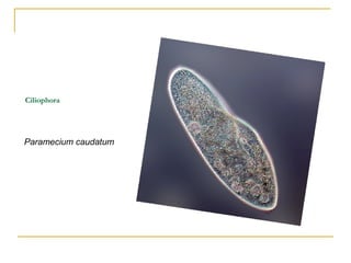 Ciliophora
Paramecium caudatum
 