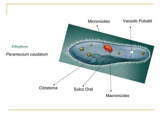 Ciliophora
Paramecium caudatum
Citóstoma Sulco Oral
Macronúcleo
Micronúcleo Vacúolo Pulsátil
 