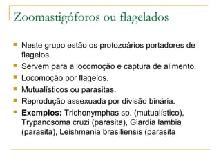 Zoomastigóforos ou flagelados
 Neste grupo estão os protozoários portadores de
flagelos.
 Servem para a locomoção e captura de alimento.
 Locomoção por flagelos.
 Mutualísticos ou parasitas.
 Reprodução assexuada por divisão binária.
 Exemplos: Trichonymphas sp. (mutualístico),
Trypanosoma cruzi (parasita), Giardia lambia
(parasita), Leishmania brasiliensis (parasita
 