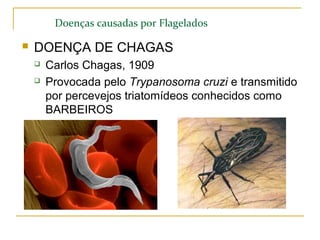Doenças causadas por Flagelados
 DOENÇA DE CHAGAS
 Carlos Chagas, 1909
 Provocada pelo Trypanosoma cruzi e transmitido
por percevejos triatomídeos conhecidos como
BARBEIROS
 