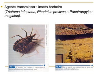  Agente transmissor : inseto barbeiro
(Triatoma infestans, Rhodnius prolixus e Panstrongylus
megistus).
 