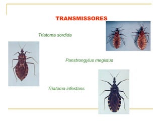 TRANSMISSORES
Triatoma sordida
Panstrongylus megistus
Triatoma infestans
 