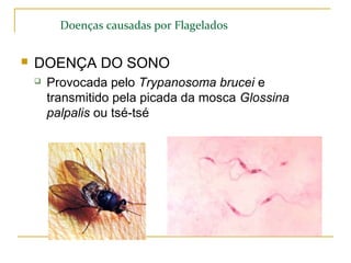 Doenças causadas por Flagelados
 DOENÇA DO SONO
 Provocada pelo Trypanosoma brucei e
transmitido pela picada da mosca Glossina
palpalis ou tsé-tsé
 