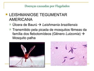 Doenças causadas por Flagelados
 LEISHMANIOSE TEGUMENTAR
AMERICANA
 Úlcera de Baurú  Leishmania braziliensis
 Transmitido pela picada de mosquitos fêmeas da
família dos flebotomídeos (Gênero Lutzomia) 
Mosquito palha
 