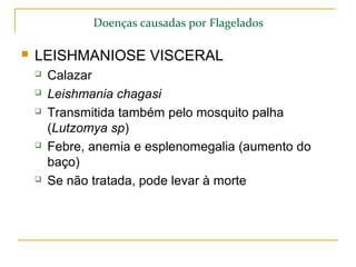 Doenças causadas por Flagelados
 LEISHMANIOSE VISCERAL
 Calazar
 Leishmania chagasi
 Transmitida também pelo mosquito palha
(Lutzomya sp)
 Febre, anemia e esplenomegalia (aumento do
baço)
 Se não tratada, pode levar à morte
 