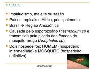 MALÁRIA
 Impaludismo, maleita ou sezão
 Países tropicais e África, principalmente
 Brasil  Região Amazônica
 Causada pelo esporozoário Plasmodium sp e
transmitida pela picada das fêmeas do
mosquito-prego (Anopheles sp)
 Dois hospedeiros: HOMEM (hospedeiro
intermediário) e MOSQUITO (hospedeiro
definitivo)
Anopheles sp
 