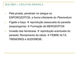 MALÁRIA – CICLO DA DOENÇA
1. Pela picada, penetram no sangue os
ESPOROZOÍTOS, a forma infectante do Plasmodium
2. Fígado e baço  reprodução assexuada do parasita
(esquizogonia)  Formação de MEROZOÍTOS
3. Invasão das hemáceas  reprodução acentuada do
parasita: Rompimento da célula  FEBRE ALTA,
TREMORES e SUDORESE.
 