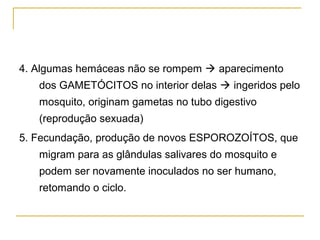 4. Algumas hemáceas não se rompem  aparecimento
dos GAMETÓCITOS no interior delas  ingeridos pelo
mosquito, originam gametas no tubo digestivo
(reprodução sexuada)
5. Fecundação, produção de novos ESPOROZOÍTOS, que
migram para as glândulas salivares do mosquito e
podem ser novamente inoculados no ser humano,
retomando o ciclo.
 