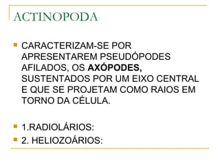 ACTINOPODA
 CARACTERIZAM-SE POR
APRESENTAREM PSEUDÓPODES
AFILADOS, OS AXÓPODES,
SUSTENTADOS POR UM EIXO CENTRAL
E QUE SE PROJETAM COMO RAIOS EM
TORNO DA CÉLULA.
 1.RADIOLÁRIOS:
 2. HELIOZOÁRIOS:
 