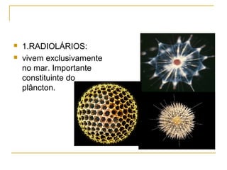  1.RADIOLÁRIOS:
 vivem exclusivamente
no mar. Importante
constituinte do
plâncton.
 