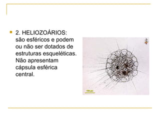  2. HELIOZOÁRIOS:
são esféricos e podem
ou não ser dotados de
estruturas esqueléticas.
Não apresentam
cápsula esférica
central.
 