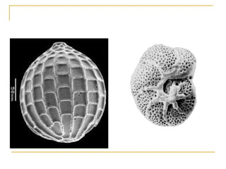 Reino protista protozoarios