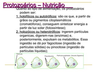 Protozoários – NutriçãoProtozoários – NutriçãoQuanto ao tipo de alimentação, os protozoários
podem ser:
1. holofíticos ou autotróficos1. holofíticos ou autotróficos: são os que, a partir de
grãos ou pigmentos citoplasmáticos
(cromatóforos), conseguem sintetizar energia a
partir da luz solar (fotossíntese);
2. holozóicos ou heterotróficos2. holozóicos ou heterotróficos: ingerem partículas
organicas, digerem-nas (enzimas) e,
posteriormente, expulsam os metabólitos. Essa
ingestão se dá por fagocitose (ingestão de
partículas sólidas) ou pinocitose (ingestão de
partículas líquidas);
 
