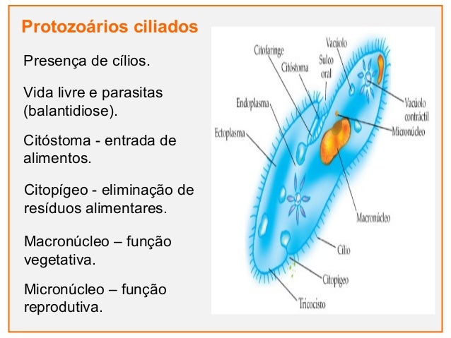 Reino protista (protozoarios)