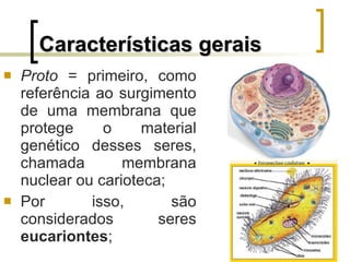 Características gerais Proto  = primeiro, como referência ao surgimento de uma membrana que protege o material genético desses seres, chamada membrana nuclear ou carioteca; Por isso, são considerados seres  eucariontes ; 