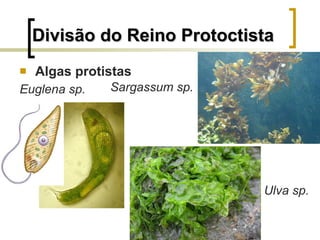 Divisão do Reino Protoctista Algas protistas   Sargassum sp. Euglena sp. Ulva sp. 