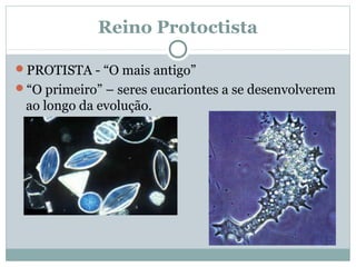 Reino Protoctista

PROTISTA - “O mais antigo”
“O primeiro” – seres eucariontes a se desenvolverem
 ao longo da evolução.
 