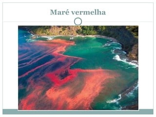 Maré vermelha
 