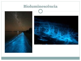 Bioluminescência
 