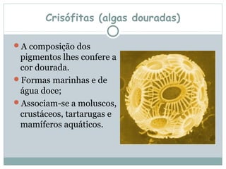 Crisófitas (algas douradas)

A composição dos
 pigmentos lhes confere a
 cor dourada.
Formas marinhas e de
 água doce;
Associam-se a moluscos,
 crustáceos, tartarugas e
 mamíferos aquáticos.
 