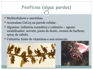 Feofícias (algas pardas)

 Multicelulares e marinhas.
 Acumulam CaCo3 na parede celular.
 Alganina: indústria cosmética e culinária – agente
  estabilizador: sorvete, pasta de dente, cremes de barbear,
  spray de cabelo.
 Culinária: fonte de vitaminas e sais minerais.
 