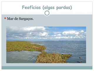 Feofícias (algas pardas)

Mar de Sargaços.
 