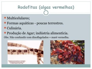 Rodofitas (algas vermelhas)

Multicelulares;
Formas aquáticas - poucas terrestres.
Culinária.
Produção de Agar; indústria alimentícia.
Obs. Não confundir com dinoflagelados = maré vermelha.
 