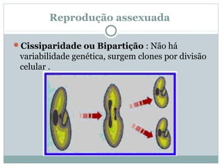 Reprodução assexuada

Cissiparidade ou Bipartição : Não há
 variabilidade genética, surgem clones por divisão
 celular .
 
