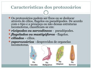 Características dos protozoários

 Os protozoários podem ser fixos ou se deslocar
  através de cílios, flagelos ou pseudópodes. De acordo
  com o tipo e a presença ou não dessas estruturas
  locomotoras, classificam-se em:
 rizópodes ou sarcodíneos - pseudópodes.
 flagelados ou mastigóforos - flagelos.
 ciliados – cílios.
 esporozoários - desprovidos de organelas
  locomotoras.
 