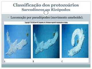 Classificação dos protozoários
         Sarcodíneos ou Rizópodos

• Locomoção por pseudópodes (movimento ameboide).
 