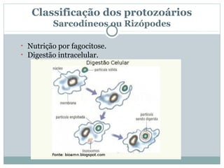 Classificação dos protozoários
         Sarcodíneos ou Rizópodes

• Nutrição por fagocitose.
• Digestão intracelular.
 