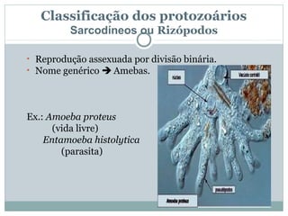 Classificação dos protozoários
         Sarcodíneos ou Rizópodos

• Reprodução assexuada por divisão binária.
• Nome genérico  Amebas.




Ex.: Amoeba proteus
      (vida livre)
    Entamoeba histolytica
        (parasita)
 
