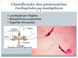 Classificação dos protozoários
      Zooflagelados ou mastigóforos

 Locomoção por flagelos.
 Mutualísticos ou parasitas.
 Digestão intracelular.
 