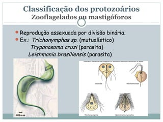 Classificação dos protozoários
      Zooflagelados ou mastigóforos

 Reprodução assexuada por divisão binária.
 Ex.: Trichonymphas sp. (mutualístico)
      Trypanosoma cruzi (parasita)
     Leishmania brasiliensis (parasita)
 