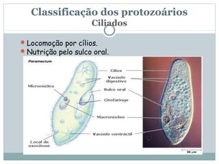 Classificação dos protozoários
                     Ciliados

 Locomoção por cílios.
 Nutrição pelo sulco oral.
 