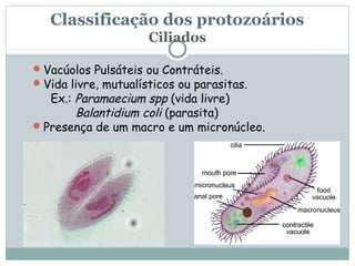 Classificação dos protozoários
                      Ciliados

 Vacúolos Pulsáteis ou Contráteis.
 Vida livre, mutualísticos ou parasitas.
   Ex.: Paramaecium spp (vida livre)
        Balantidium coli (parasita)
 Presença de um macro e um micronúcleo.
 
