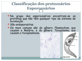 Classificação dos protozoários
            Esporozoários
 No   grupo dos esporozoários encontram-se os
  protistas que não têm qualquer tipo de sistema de
  locomoção.
 São endoparasitas.
 Os mais comuns são do gênero Plasmodium, que
  causam a Malária, e do gênero Toxoplasma, que
  causam a toxoplasmose.
 
