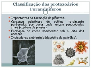 Classificação dos protozoários
            Foraminíferos
 Importantes na formação do plâncton.
 Carapaça  gelatinosa de quitina,       totalmente
  perfuradas por poros onde lançam pseudópodes
  finos (captura de presas).
 Formação de rocha sedimentar sob o leito dos
  oceanos.
 Indicadores ambientais (depósito de petróleo).
 