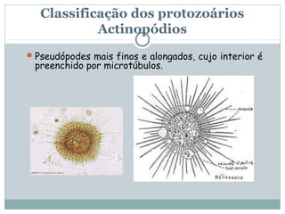 Classificação dos protozoários
            Actinopódios
 Pseudópodes mais finos e alongados, cujo interior é
 preenchido por microtúbulos.
 